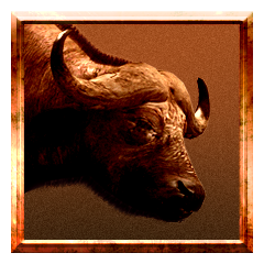 Mysterious Footprints *